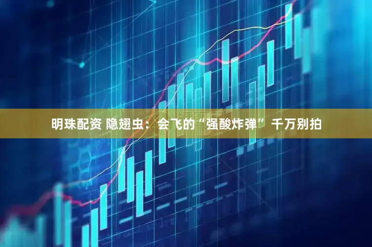 明珠配资 隐翅虫：会飞的“强酸炸弹” 千万别拍